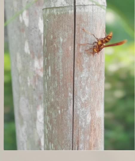A yellow and brown paper wasp on a weathered wooden garden post, from Faith’s garden video